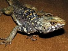 Xinjiang Laudakia Strony [4] Świat encyklopedyczna wiedza